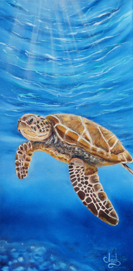 Piano la tortue